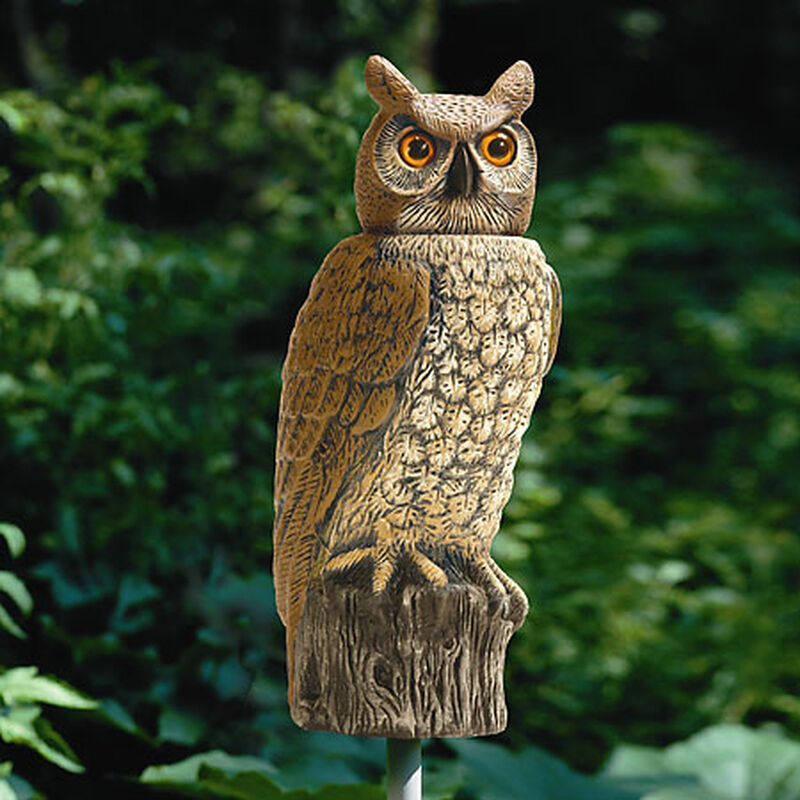 Great Horned Owl With Moving Head image number 2